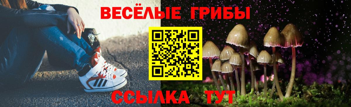 Псилоцибиновые грибы Psilocybine cubensis Унеча